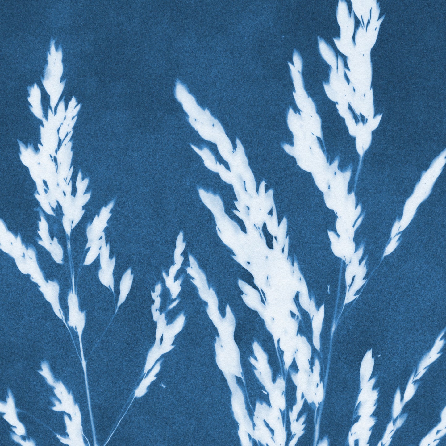 Wild Grasses Cyanotype - Vertical Print