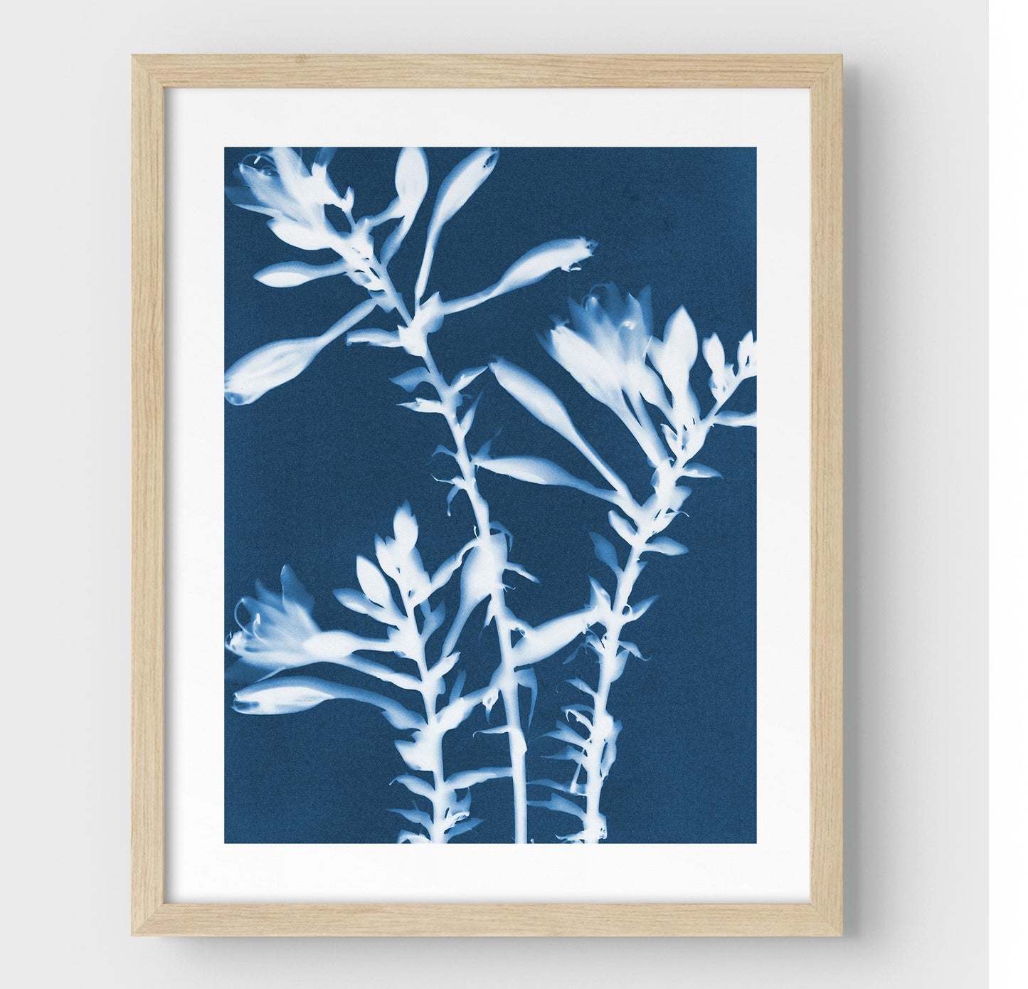 Framed cyanotype print of white hosta flowers on a deep blue background, encased in a sleek natural wood frame against a white wall.