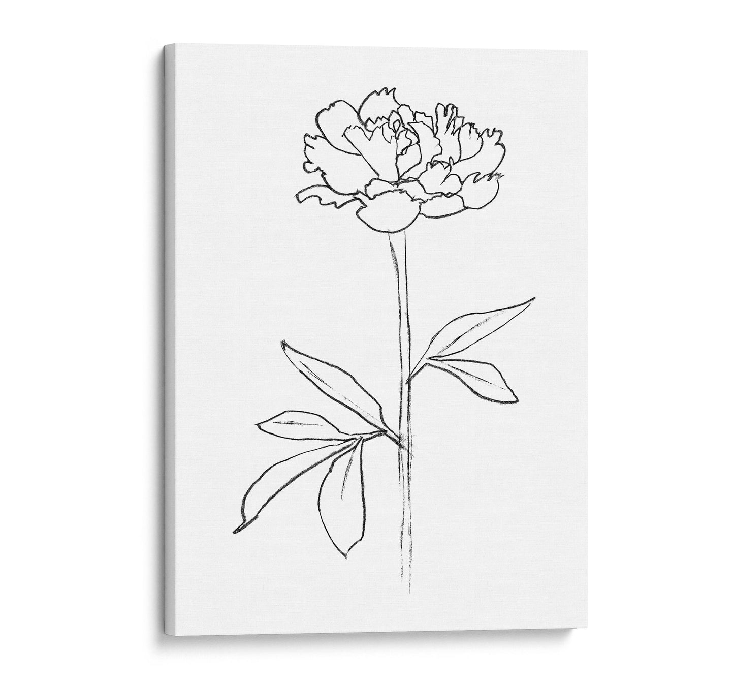 Minimalist black and white line drawing of a peony flower printed on a stretched canvas with a white background.