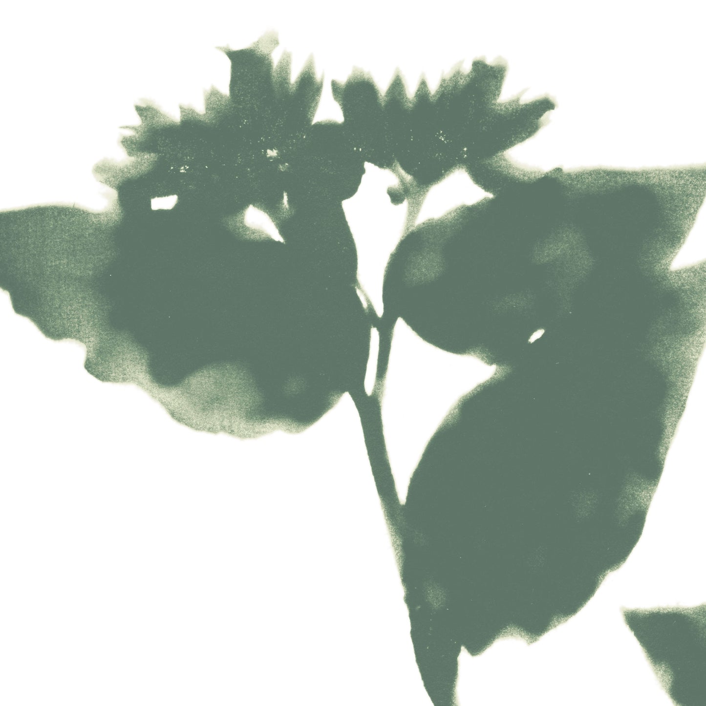 Sage Green Flowers Modern Minimalist Botanical Print