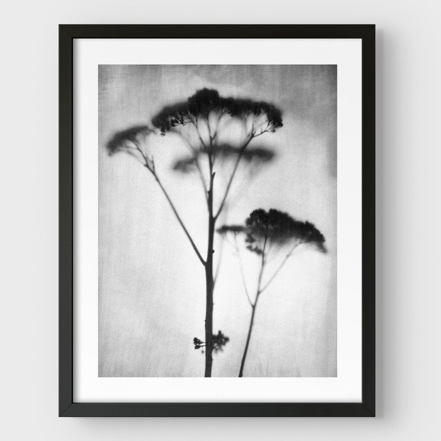 Black and White Sedum Print