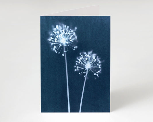 Folded greeting card featuring a cyanotype print of two delicate white dandelion flower heads on slender stems, set against a deep indigo blue background with a minimalist white backdrop.
