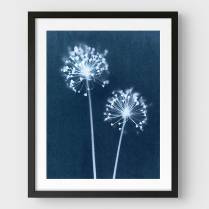Indigo Dandelion Print