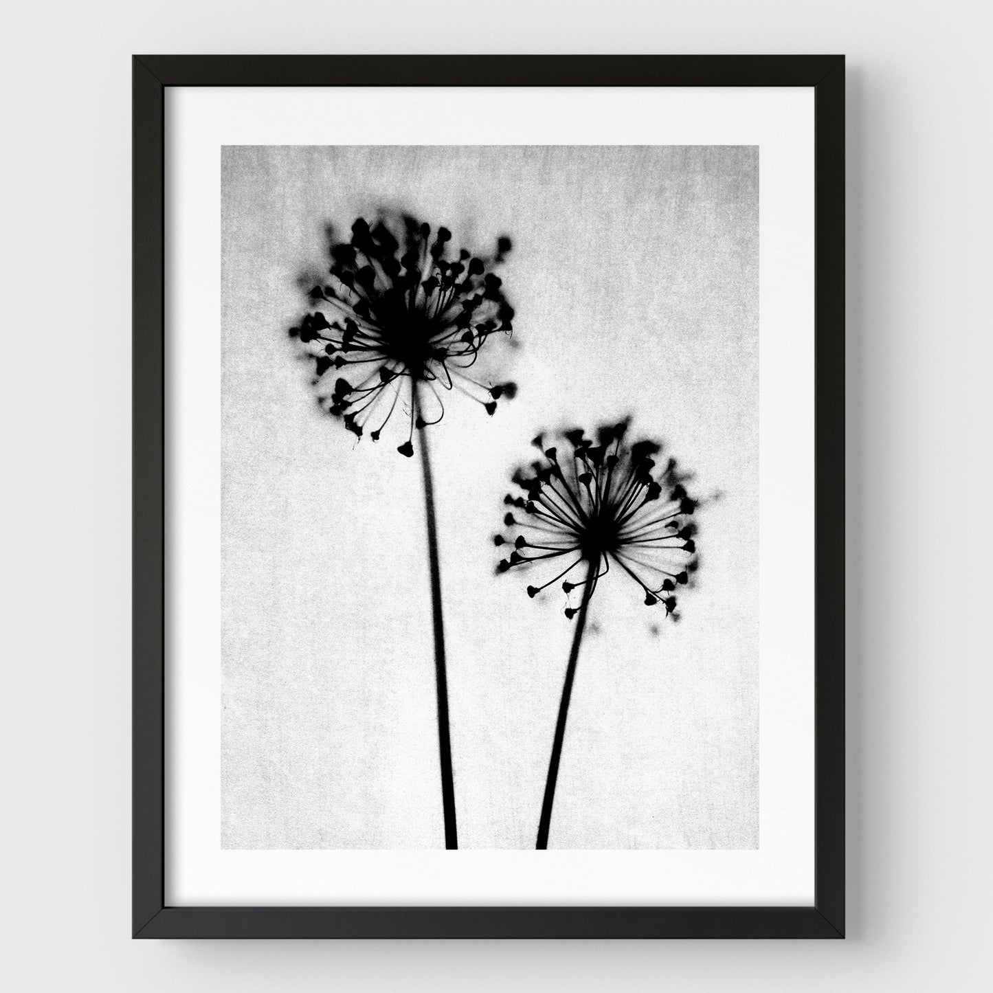 Black and White Dandelion Print