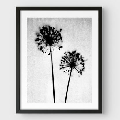 Black and White Dandelion Print