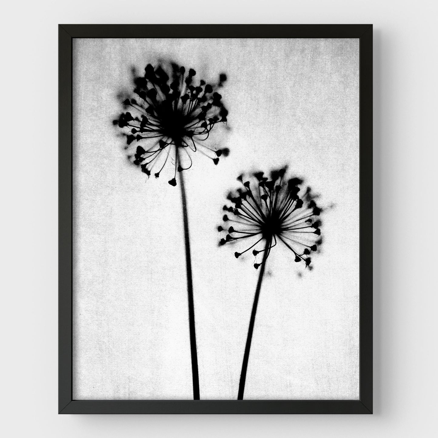 Black and White Dandelion Print