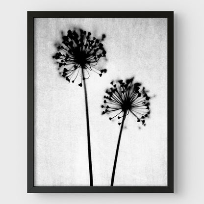 Black and White Dandelion Print
