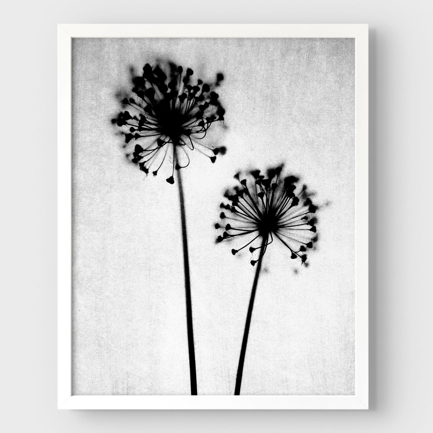 Black and White Dandelion Print