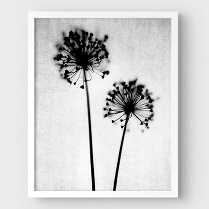 Black and White Dandelion Print