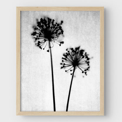 Black and White Dandelion Print