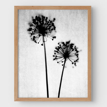 Black and White Dandelion Print