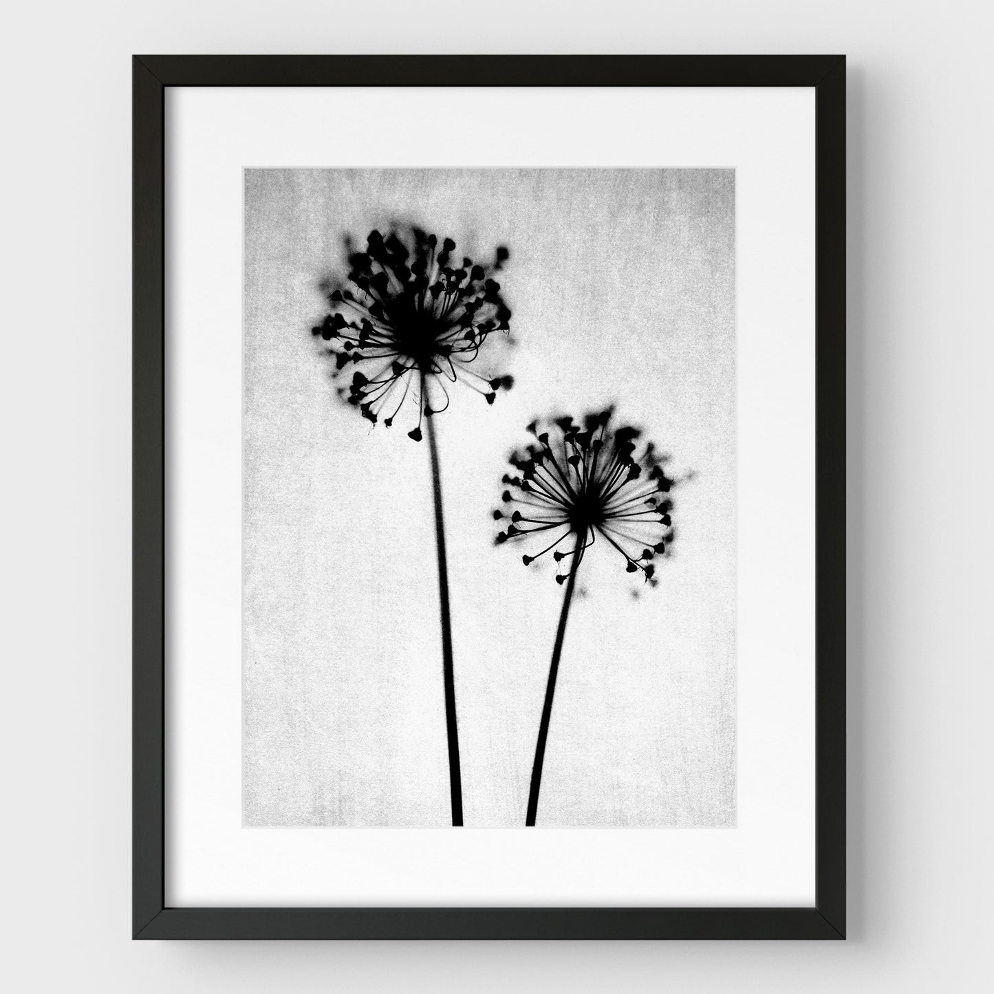 Black and White Dandelion Print