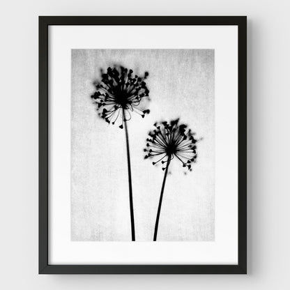 Black and White Dandelion Print