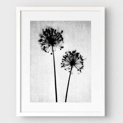 Black and White Dandelion Print