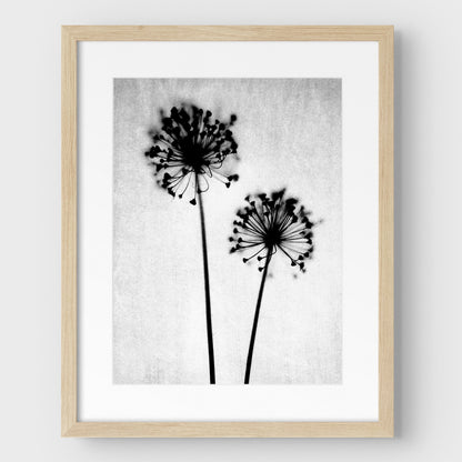 Black and White Dandelion Print