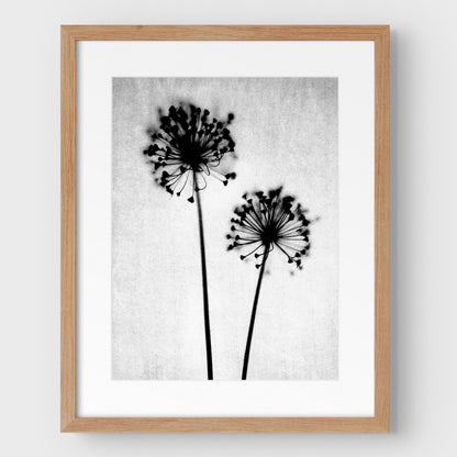 Black and White Dandelion Print