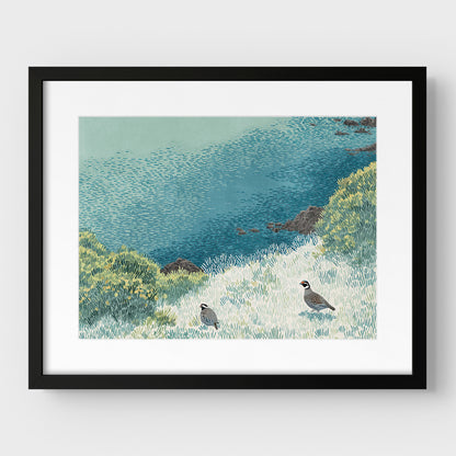 California Quail Illustration Art Print