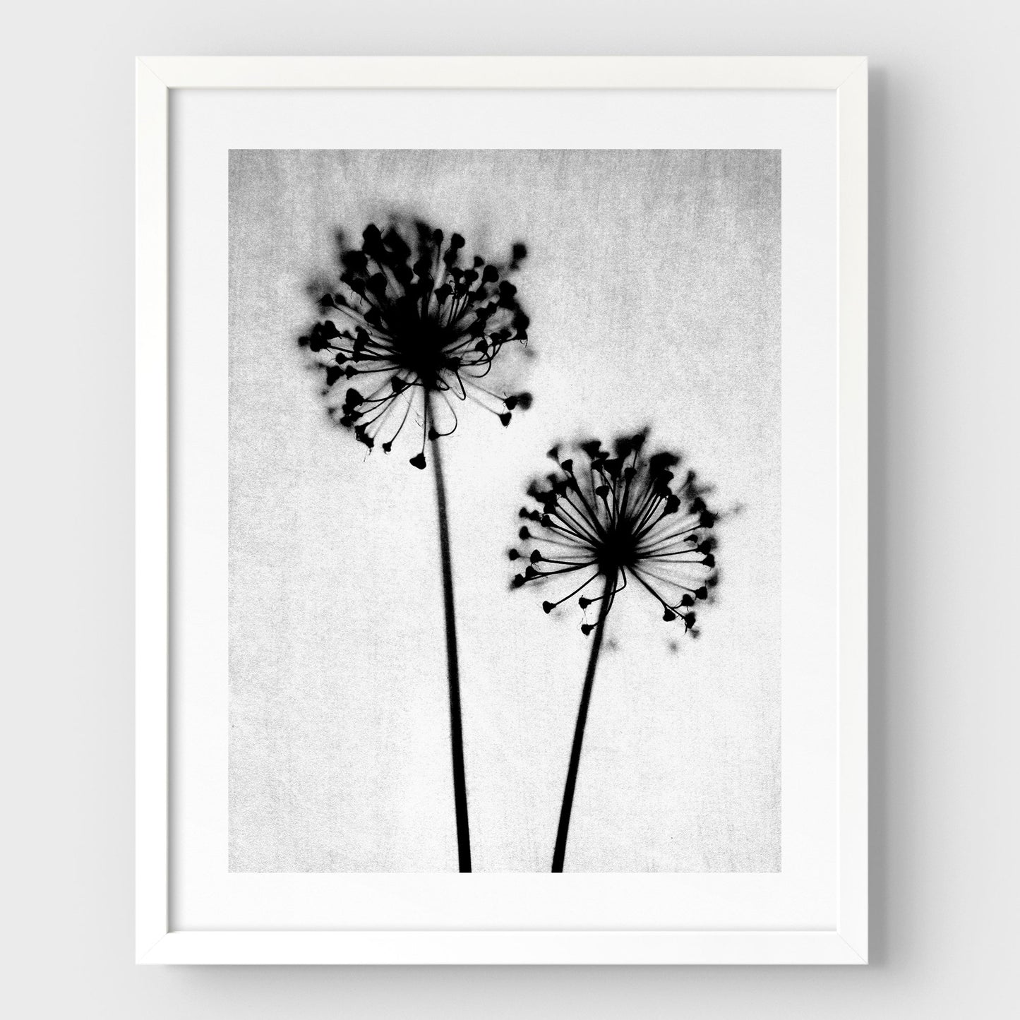 Black and White Dandelion Print