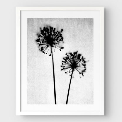 Black and White Dandelion Print