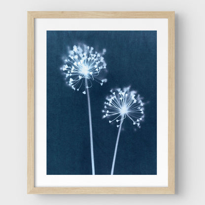 Indigo Dandelion Print