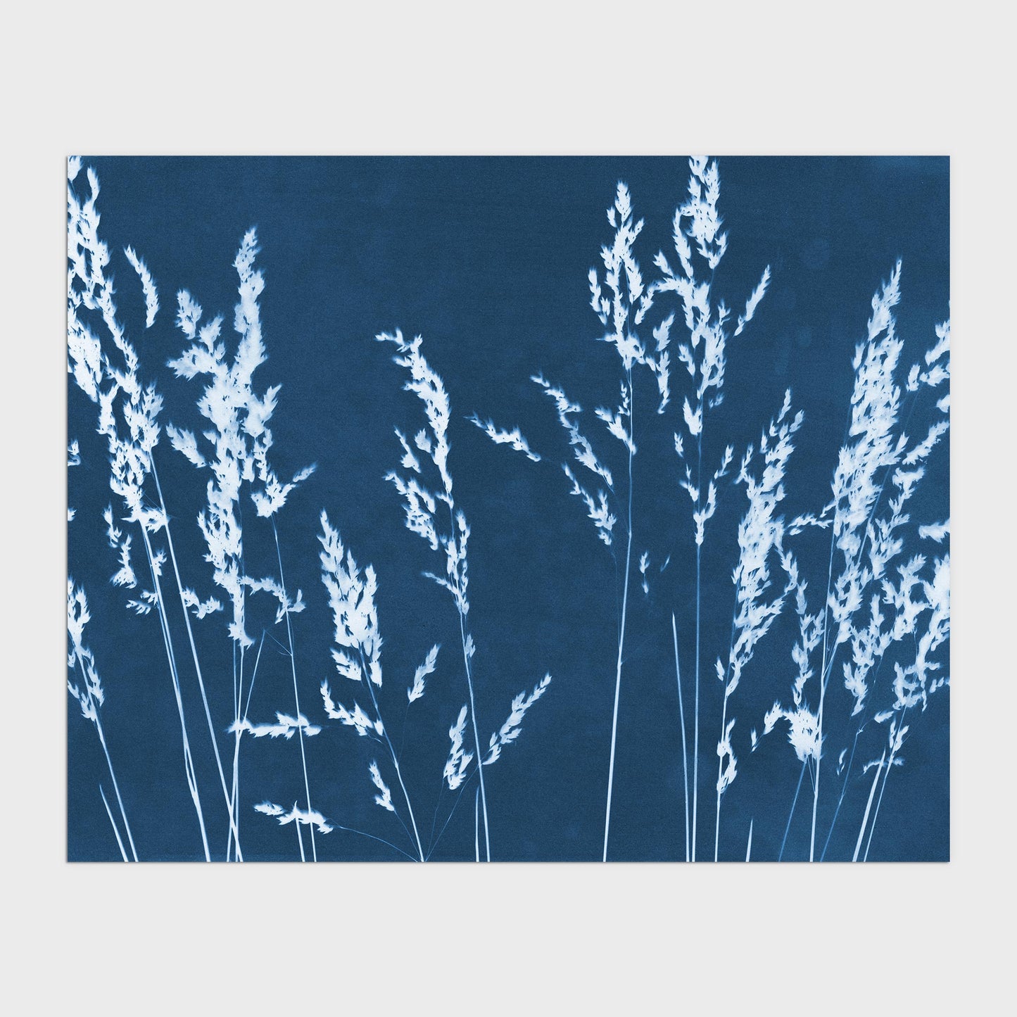 Cyanotype print of wild grasses with delicate stems and feathery seed heads in white against a deep blue background.