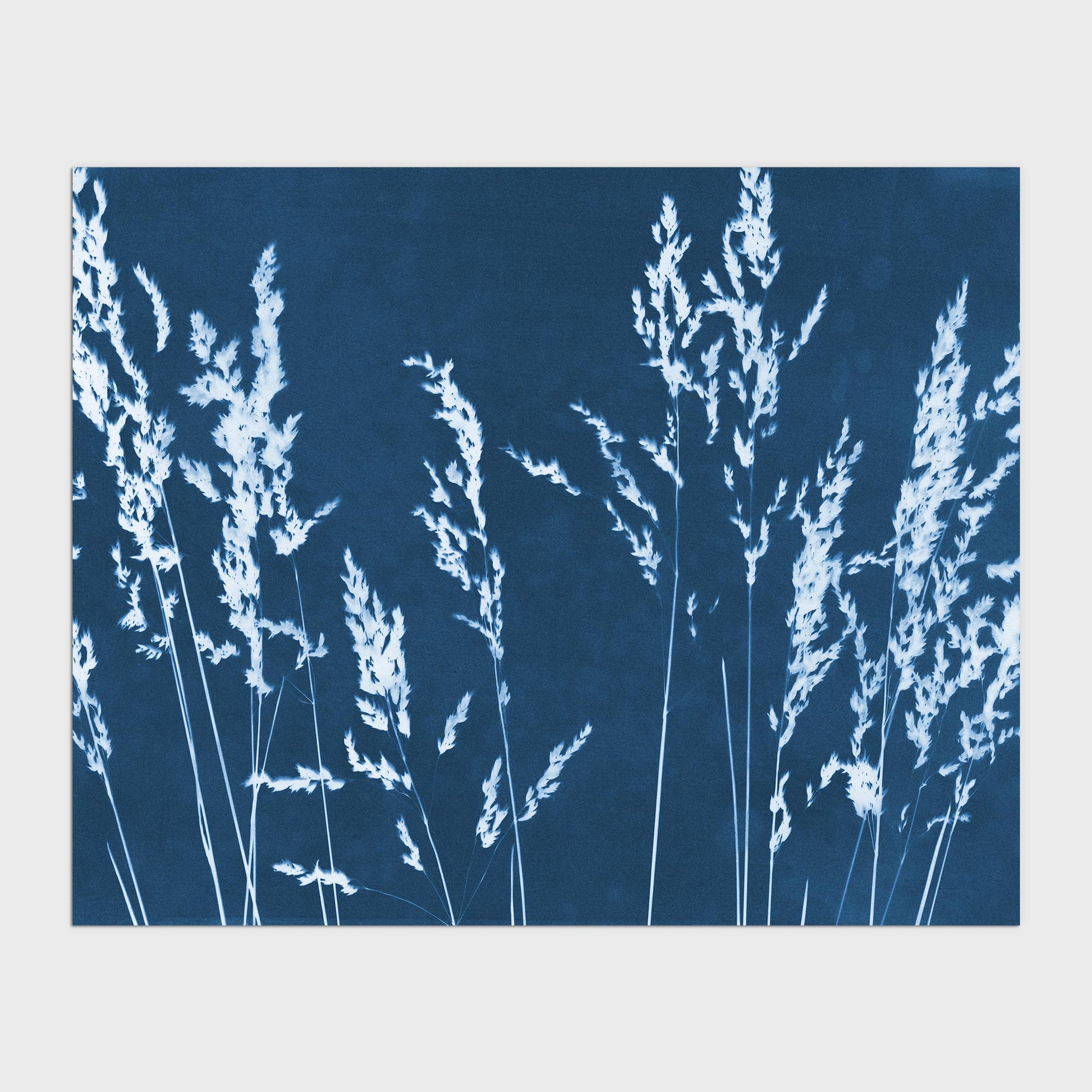 Cyanotype print of wild grasses with delicate stems and feathery seed heads in white against a deep blue background.