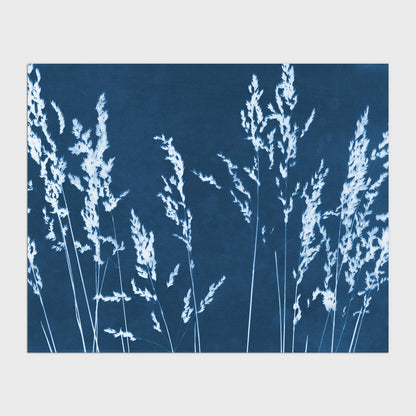 Cyanotype print of wild grasses with delicate stems and feathery seed heads in white against a deep blue background.