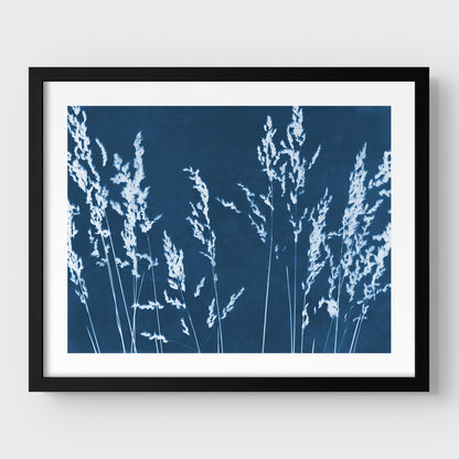 Framed cyanotype print featuring white wild grass silhouettes against a deep blue background, presented with a black frame and white border.