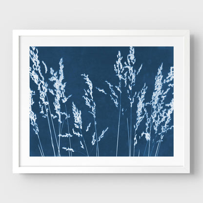 Framed cyanotype print featuring white wild grass silhouettes against a deep blue background, presented with a white frame and white border.