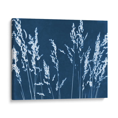 Canvas print of a cyanotype featuring white wild grass silhouettes against a deep blue background, presented with a gallery-wrapped edge.