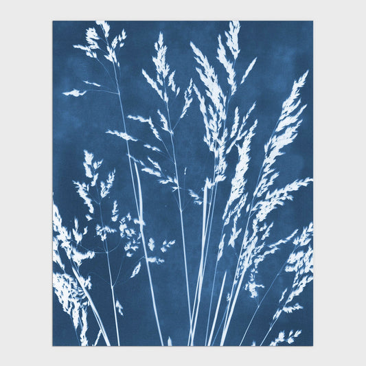 Cyanotype print of wild grasses with delicate white silhouettes against a deep blue background in a vertical composition.