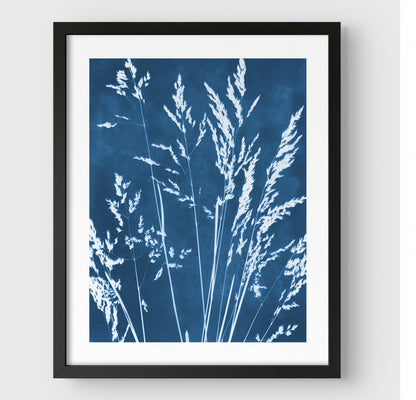 Framed cyanotype print featuring delicate wild grasses in white against a deep blue background, enclosed in a black frame with a white border.
