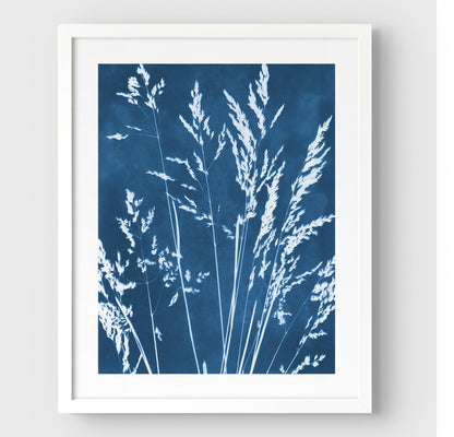 Framed cyanotype print featuring delicate wild grasses in white against a deep blue background, enclosed in a white frame with a white border.