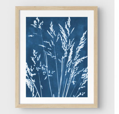 Framed cyanotype print featuring delicate wild grasses in white against a deep blue background, enclosed in a natural wood frame with a white border.