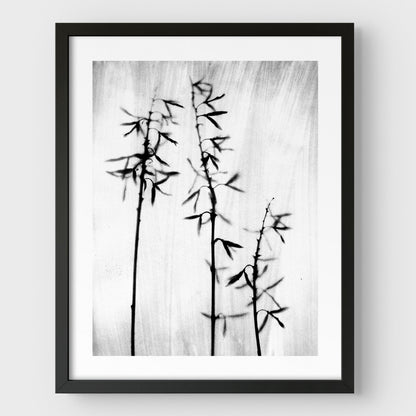 Black and White Bamboo Print