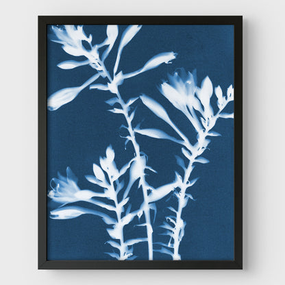 Hosta Cyanotype Print