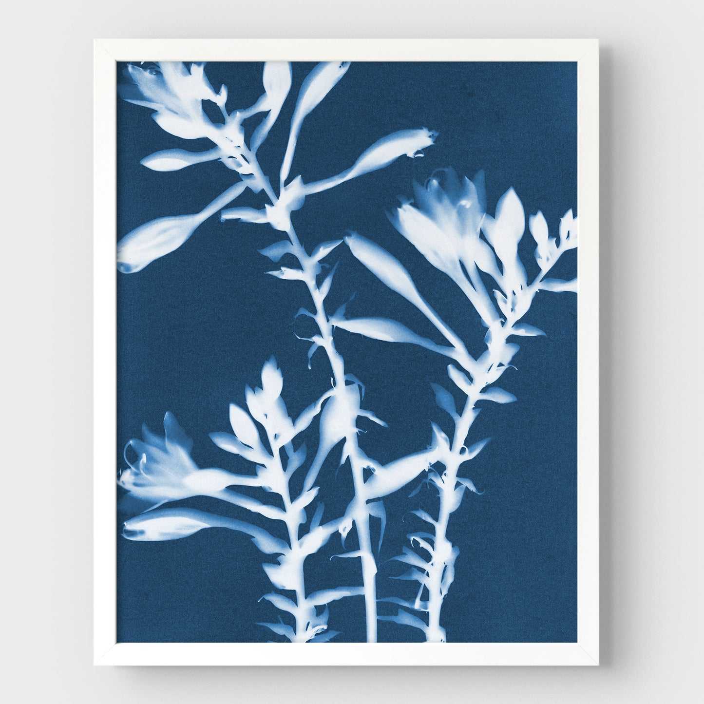 Hosta Cyanotype Print