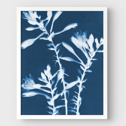 Hosta Cyanotype Print