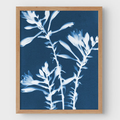 Hosta Cyanotype Print
