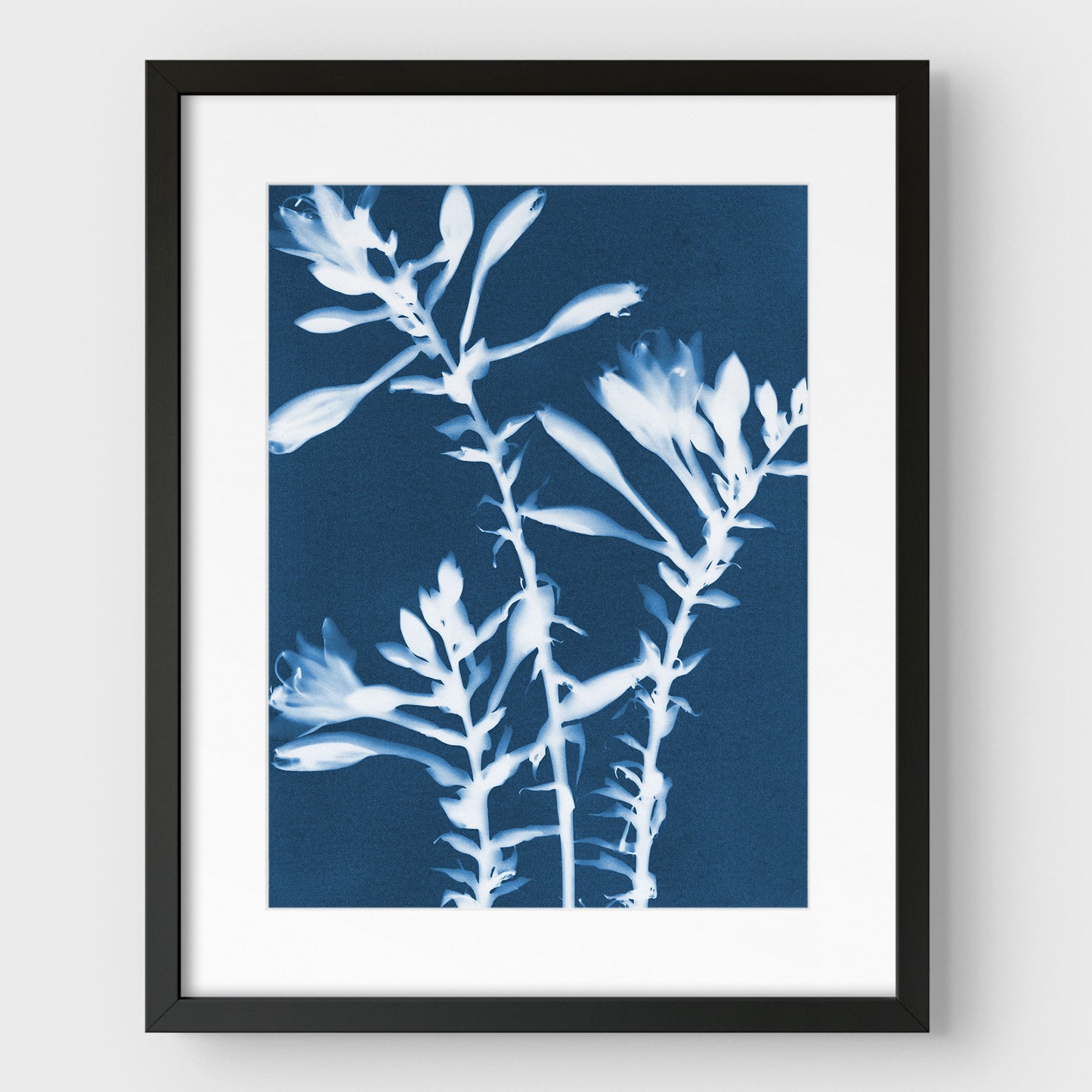 Hosta Cyanotype Print