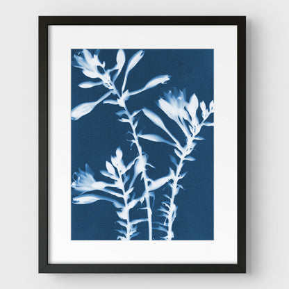 Hosta Cyanotype Print
