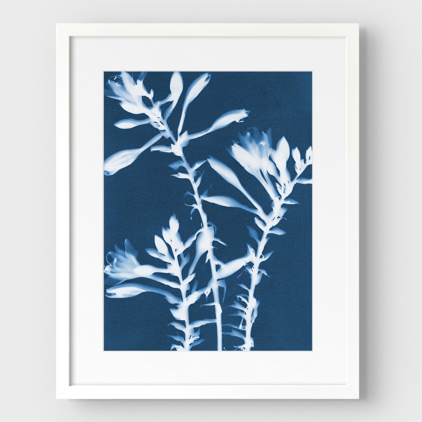 Hosta Cyanotype Print