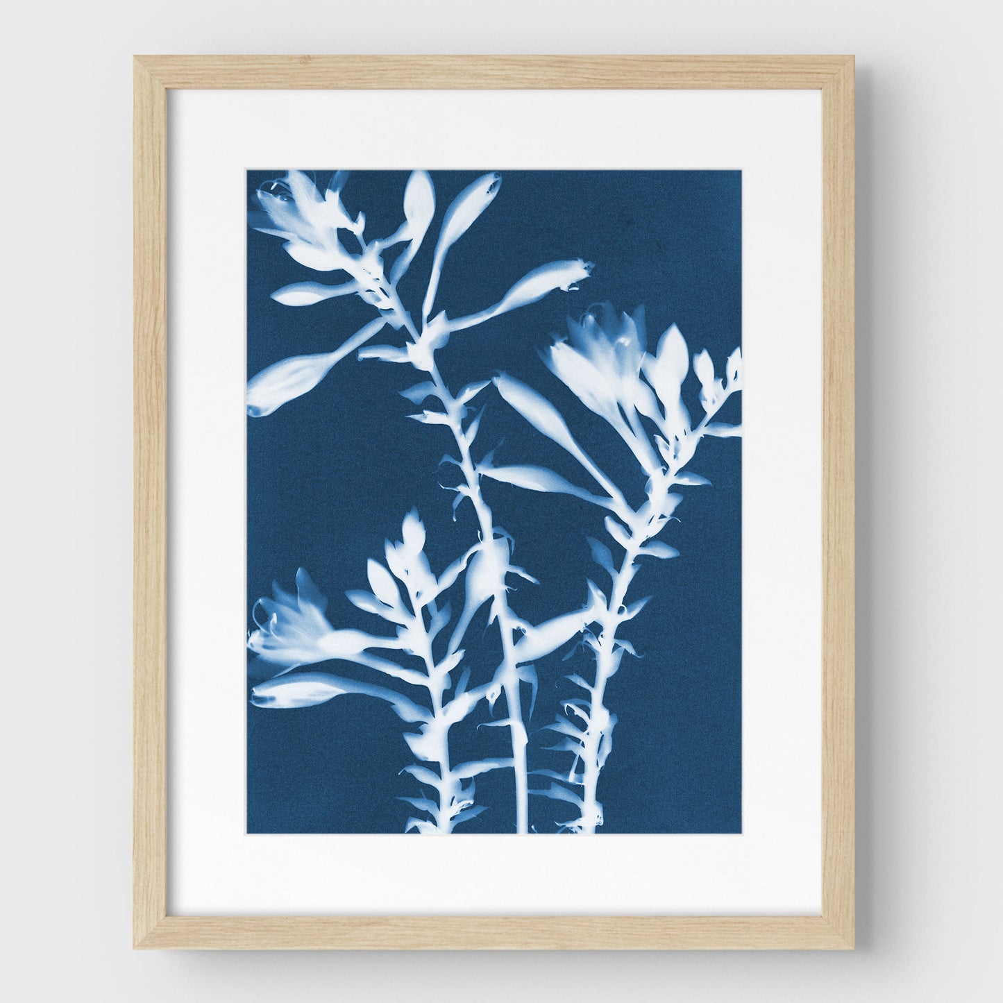 Hosta Cyanotype Print