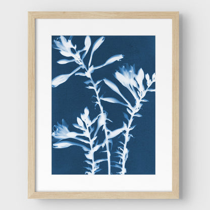 Hosta Cyanotype Print