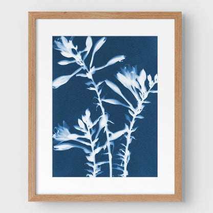 Hosta Cyanotype Print
