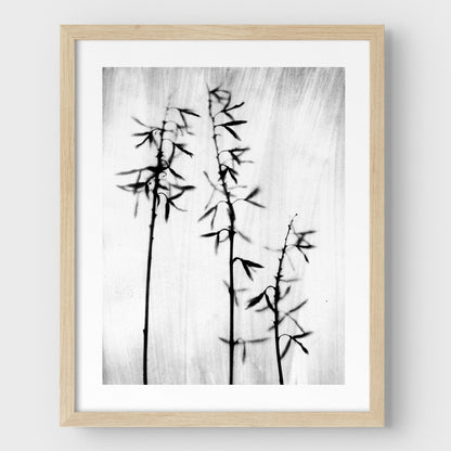 Black and White Bamboo Print