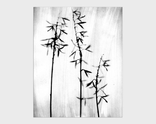 Black and White Bamboo Print