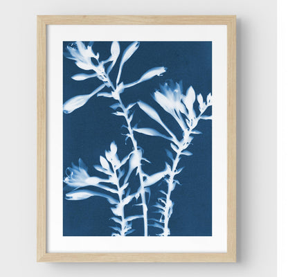Framed cyanotype print of white hosta flowers on a deep blue background, encased in a sleek natural wood frame against a white wall.