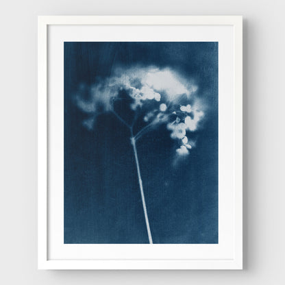 Indigo Hydrangea Print