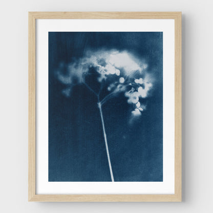 Indigo Hydrangea Print